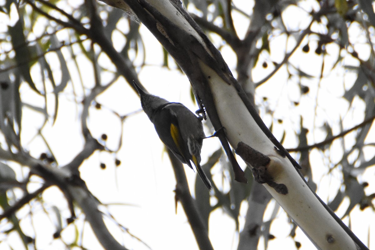 Crescent Honeyeater - ML619160010