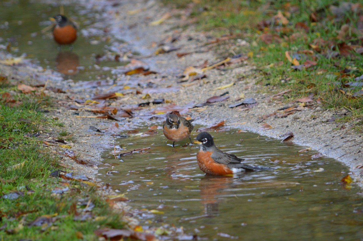 American Robin - ML619160011