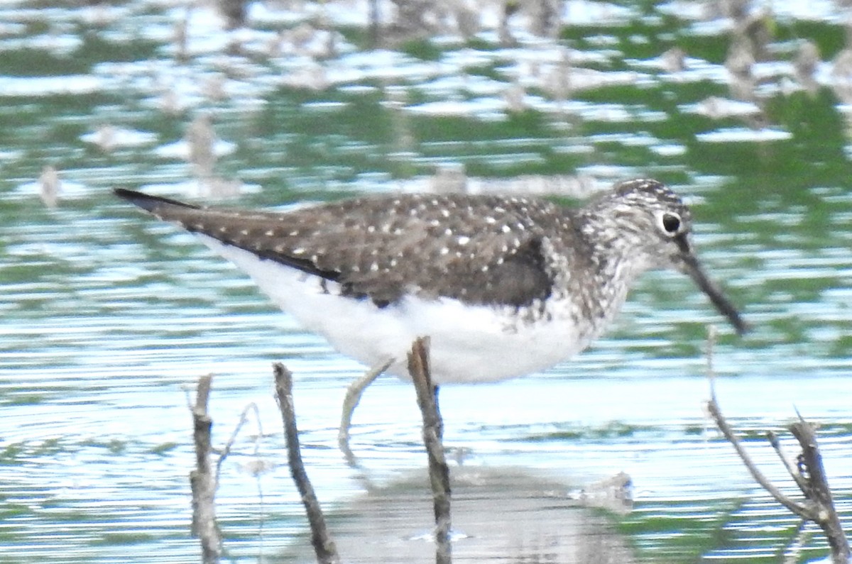 Solitary Sandpiper - ML619160018