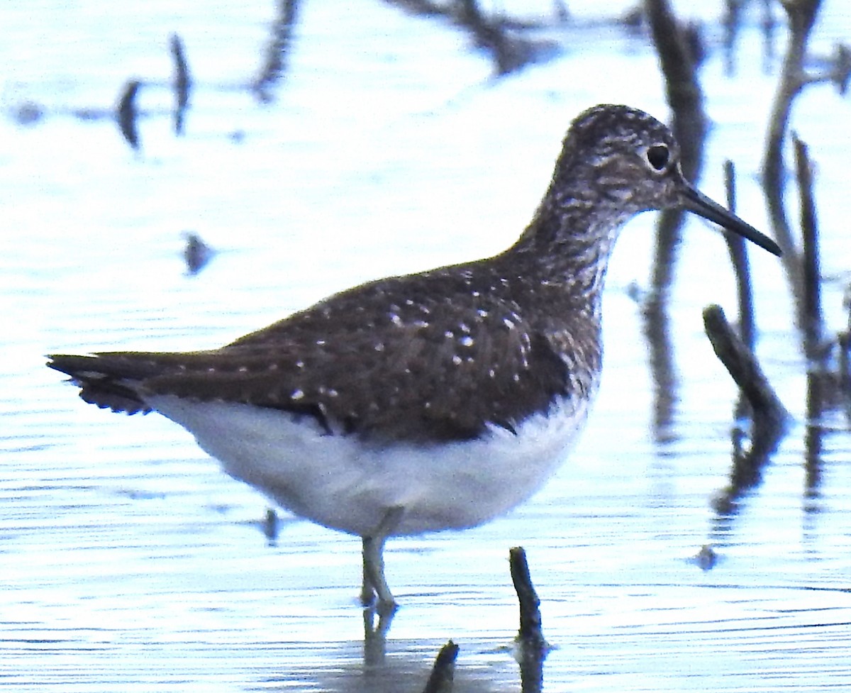 Solitary Sandpiper - ML619160019