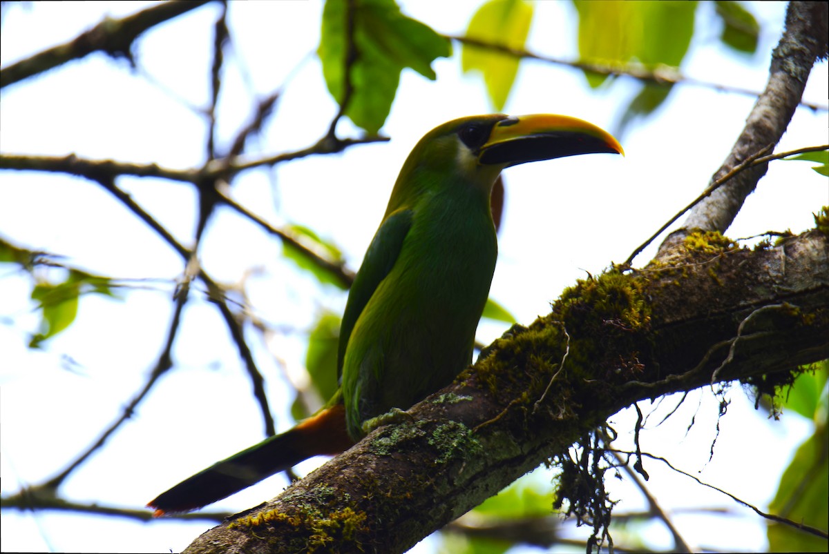 Northern Emerald-Toucanet - Luic Mateo
