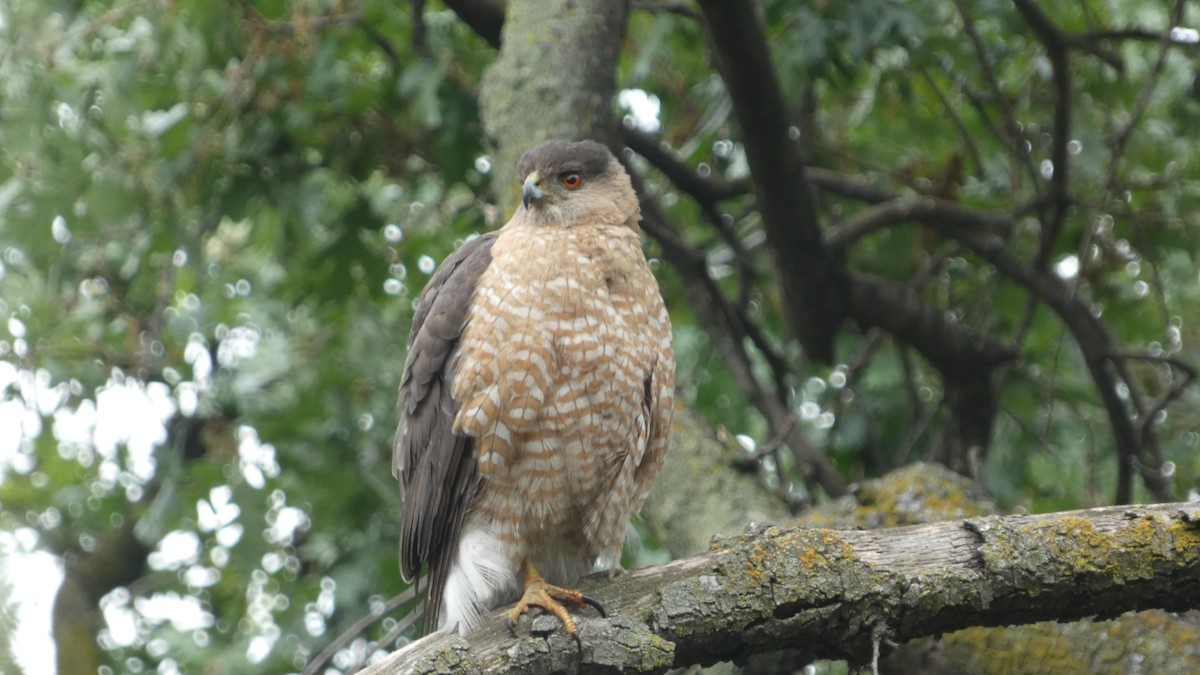 Cooper's Hawk - Paul Clarke