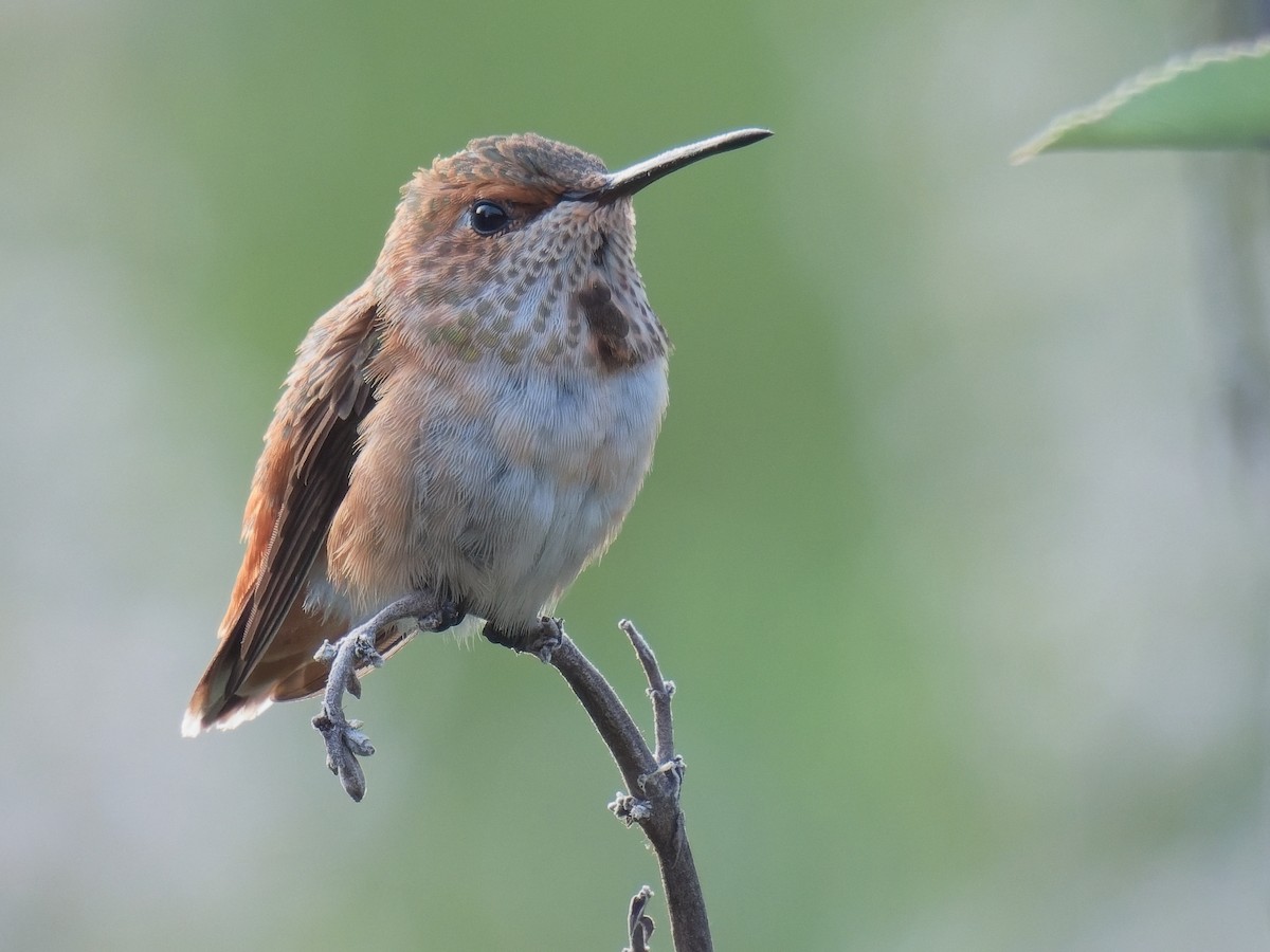 Allen's Hummingbird - Jeffrey Hale