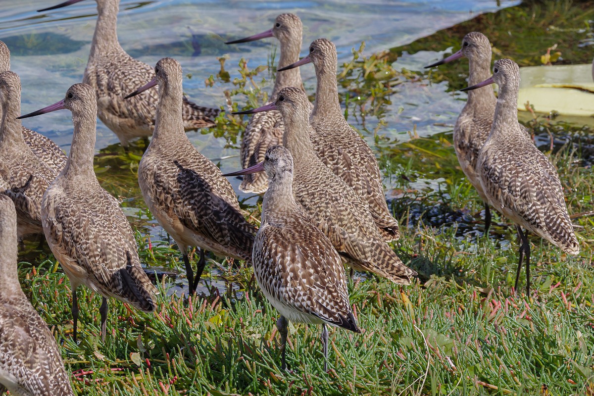 Bar-tailed Godwit - ML619160032