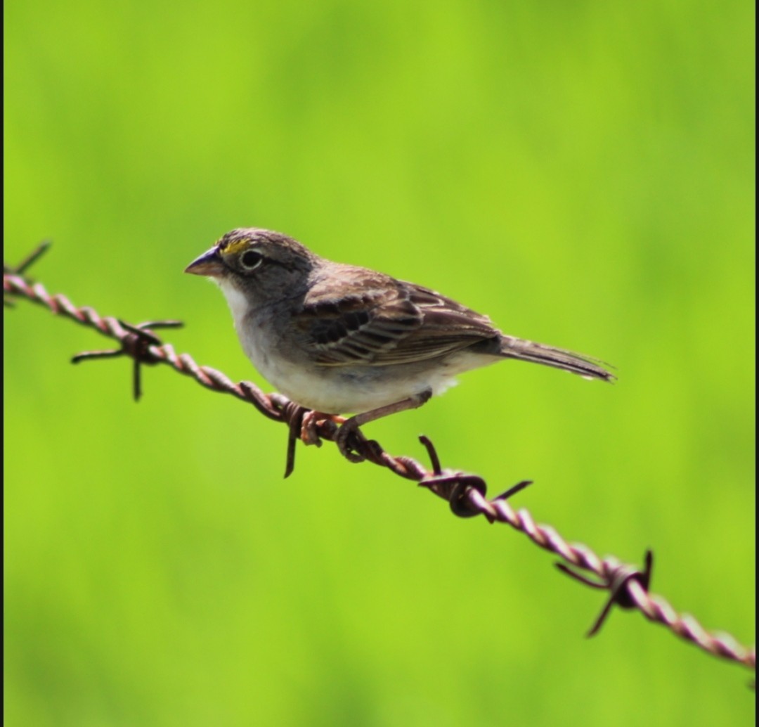 Grassland Sparrow - Ruber Montoya