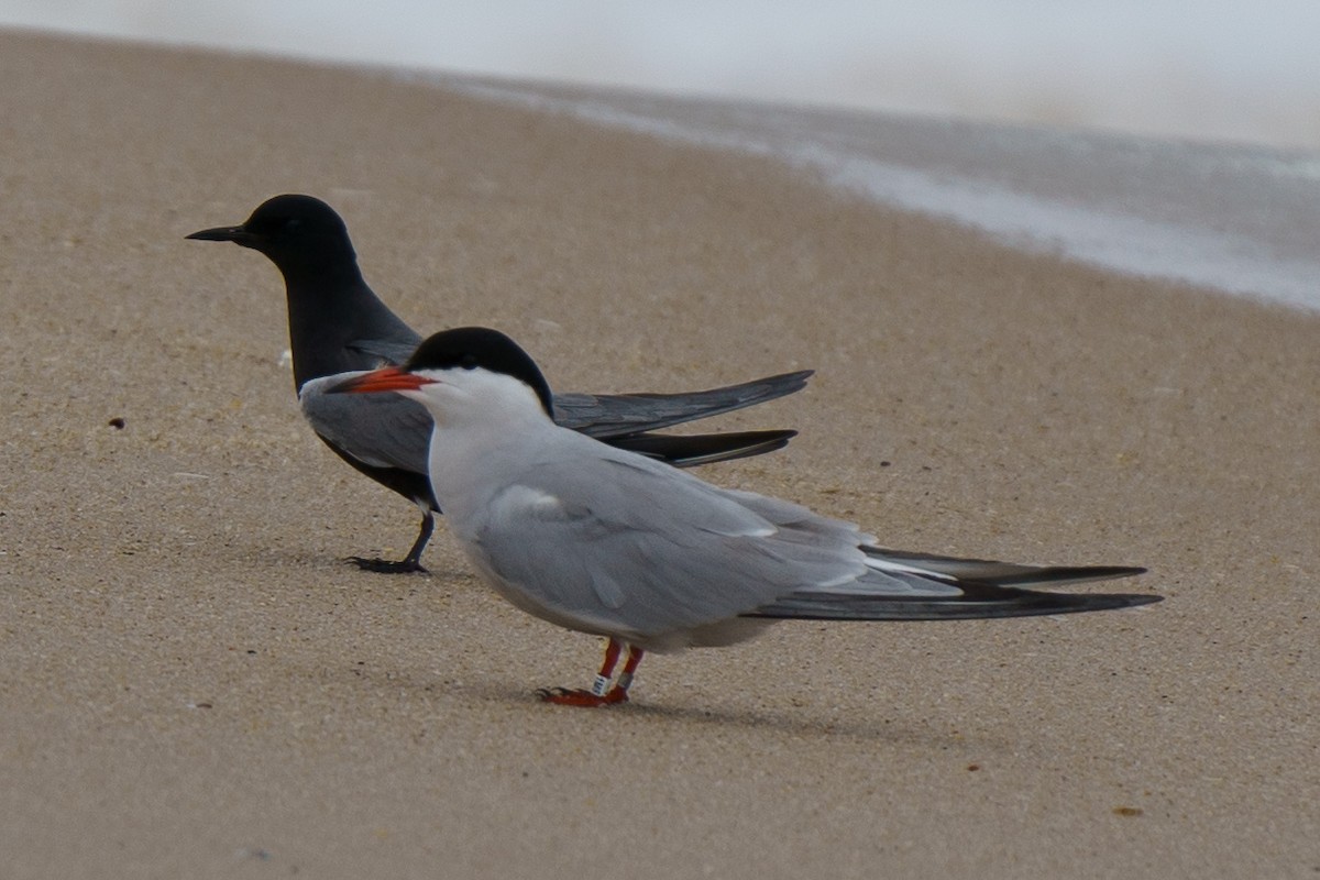 Black Tern - ML619160069