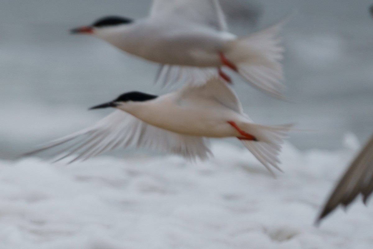 Roseate Tern - ML619160074