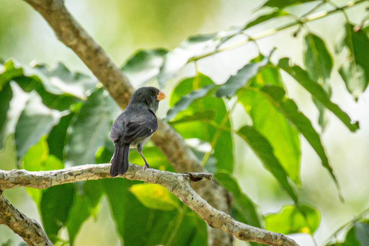 Gray Seedeater - Francisco Russo