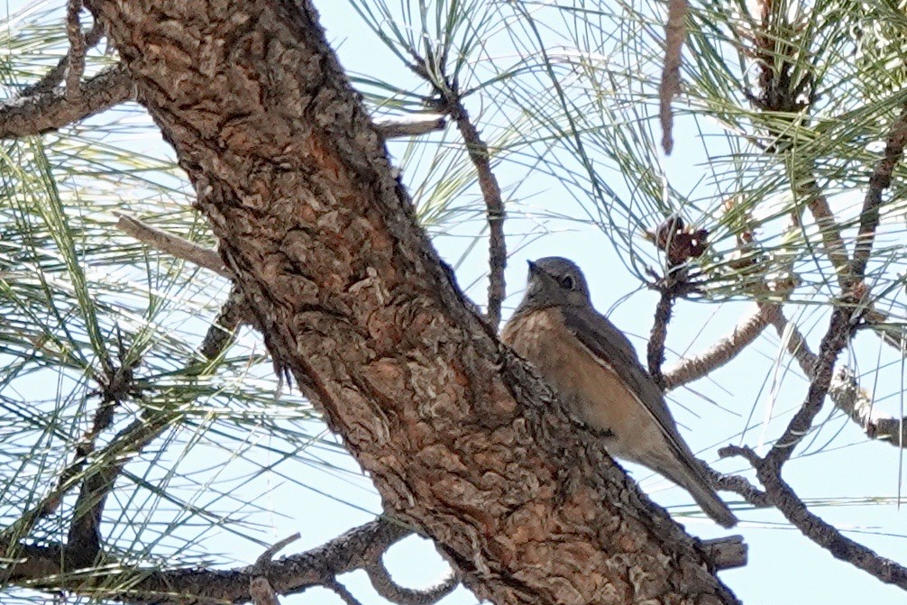 Western Bluebird - Fleeta Chauvigne