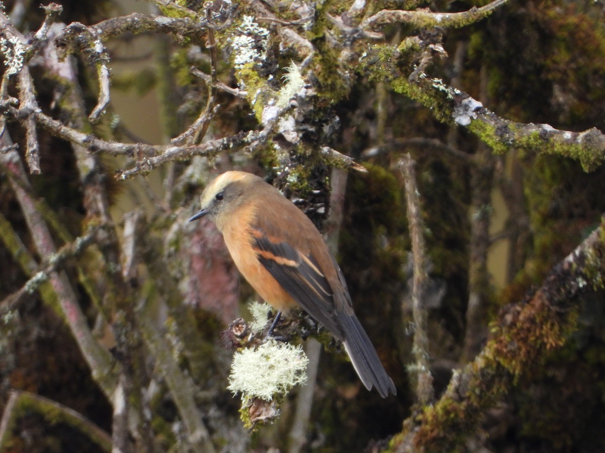 Brown-backed Chat-Tyrant - Carlos Vasquez