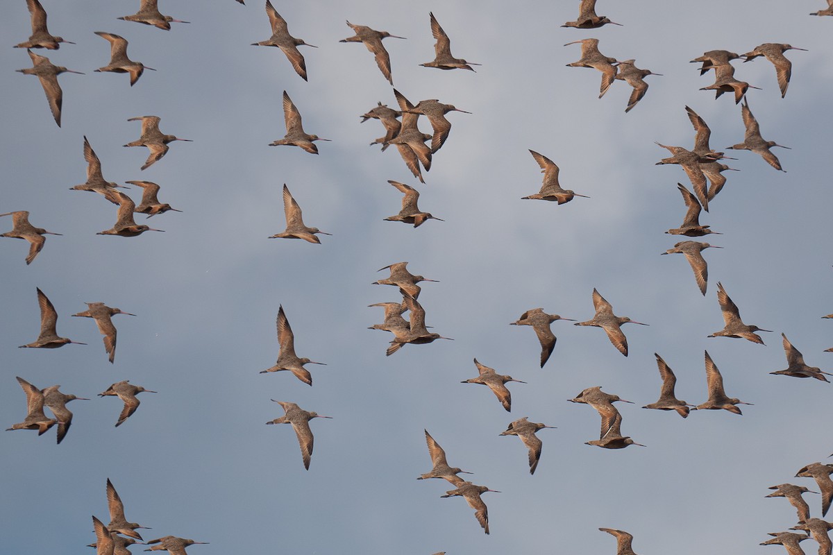 Marbled Godwit - ML619160121