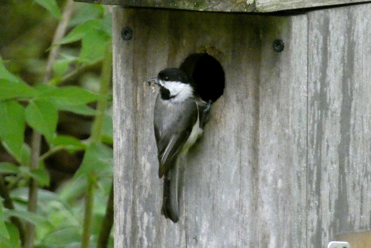 Carolina Chickadee - Marilynn Mullen