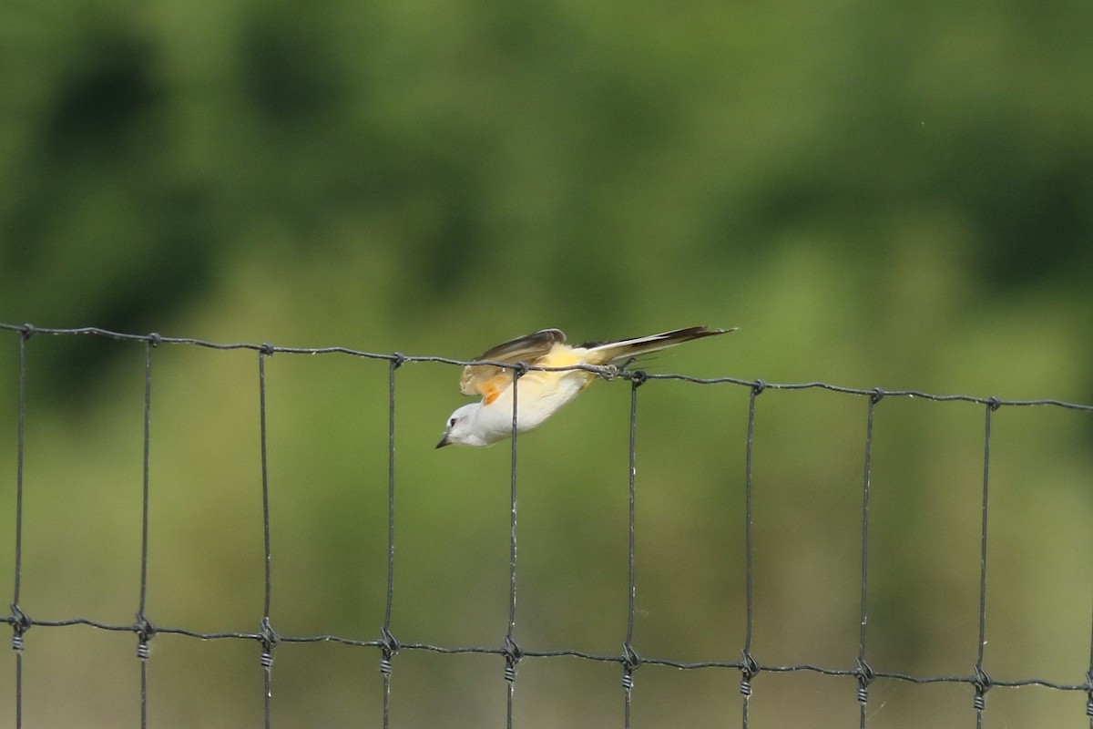 Scissor-tailed Flycatcher - ML619160130