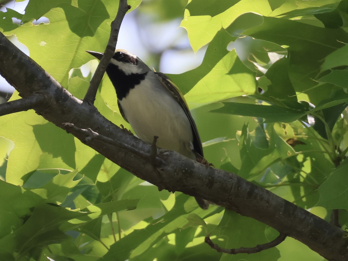 Golden-winged Warbler - ML619160133