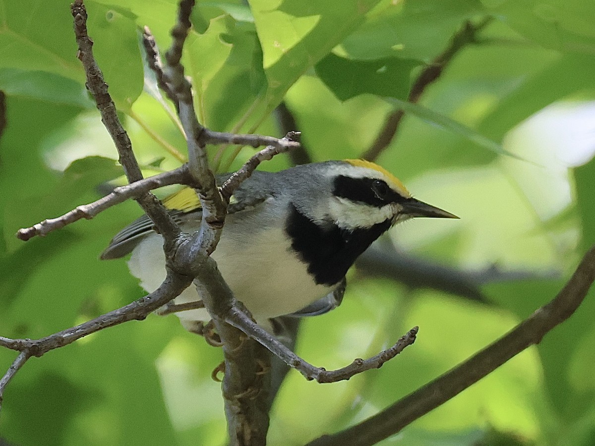 Golden-winged Warbler - ML619160135