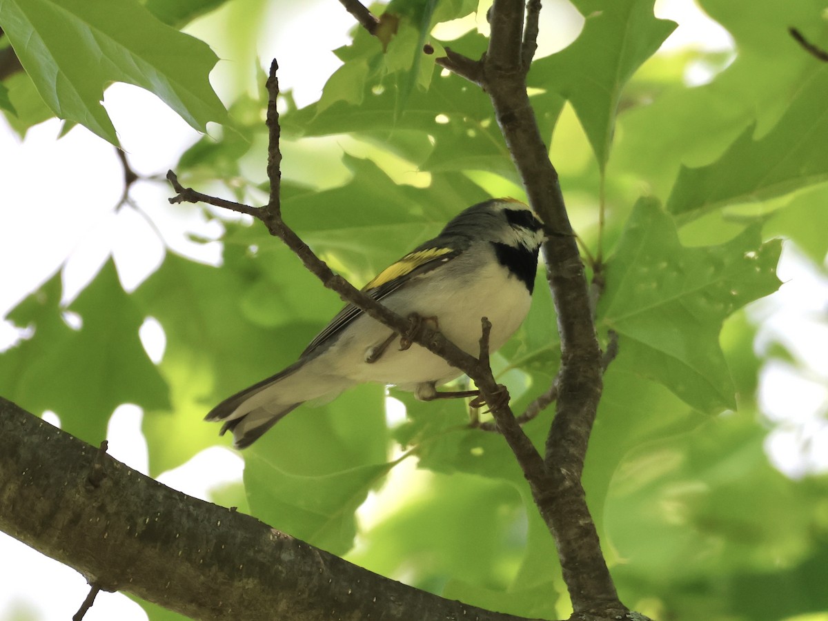 Golden-winged Warbler - ML619160137