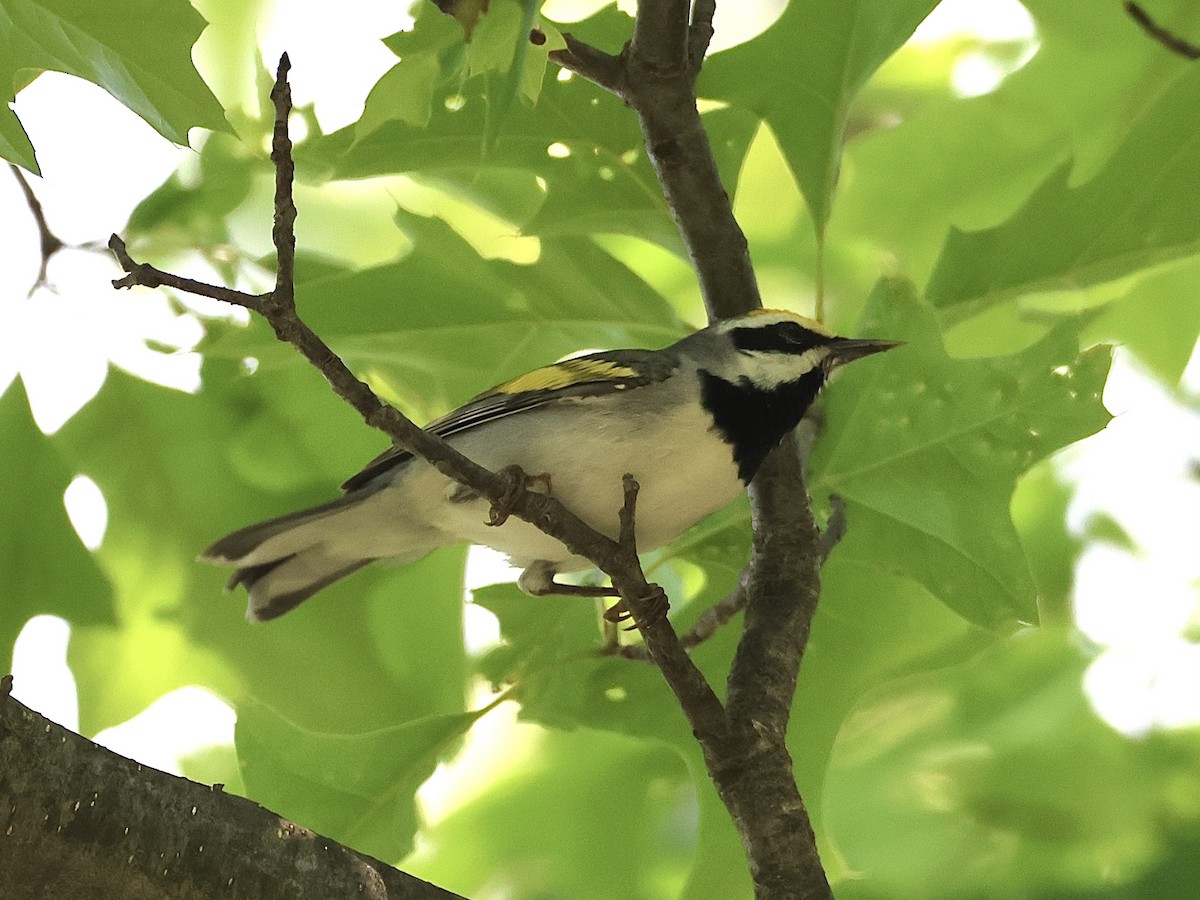 Golden-winged Warbler - ML619160140