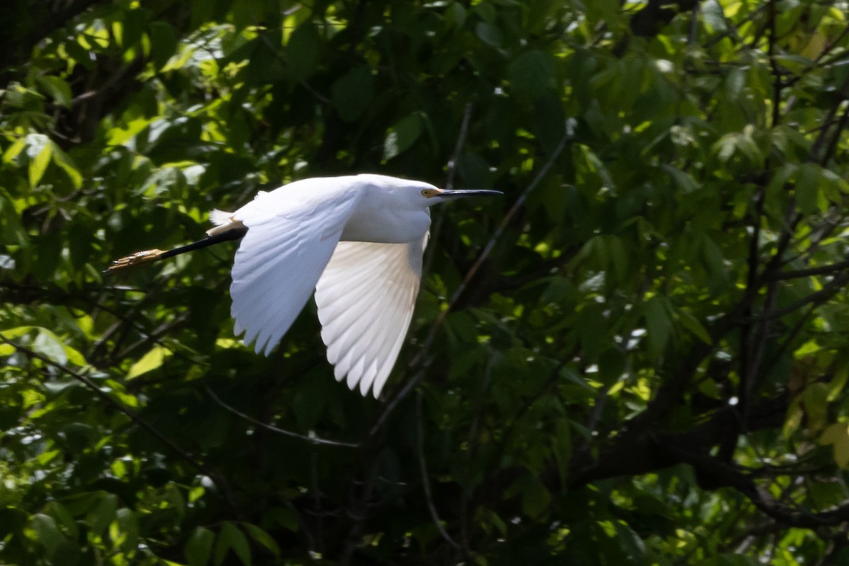 Snowy Egret - ML619160143