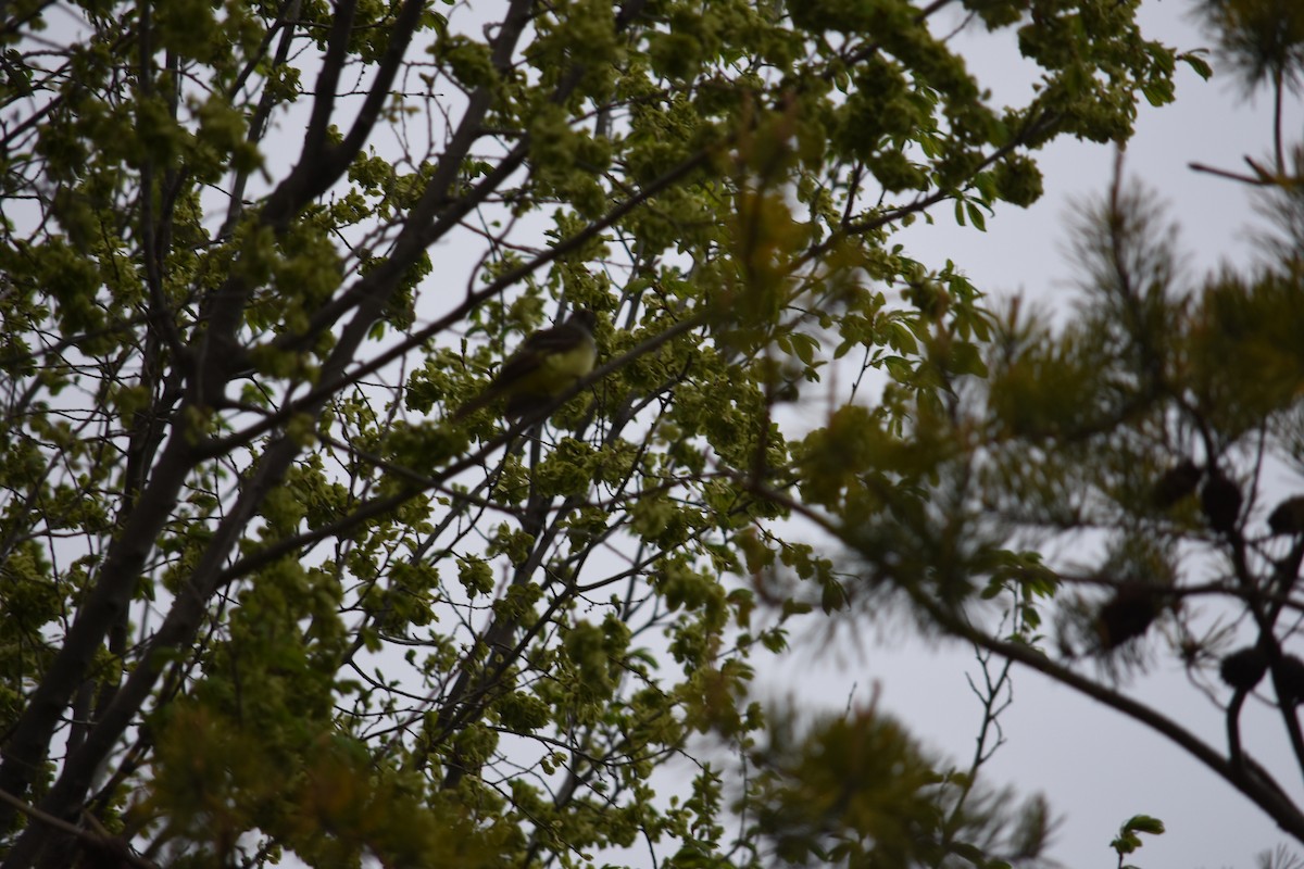 Great Crested Flycatcher - ML619160146