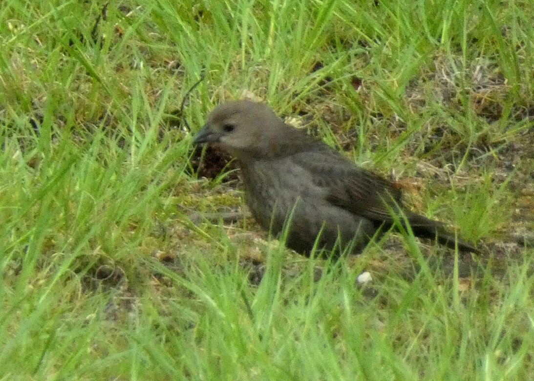 brunhodetrupial - ML619160154