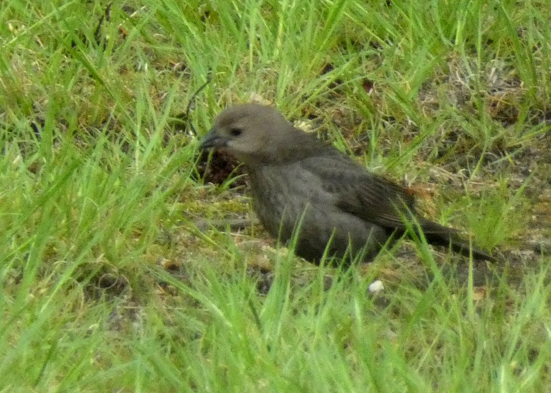 Brown-headed Cowbird - Marilynn Mullen