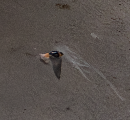 Cave Swallow - c.a. maedgen