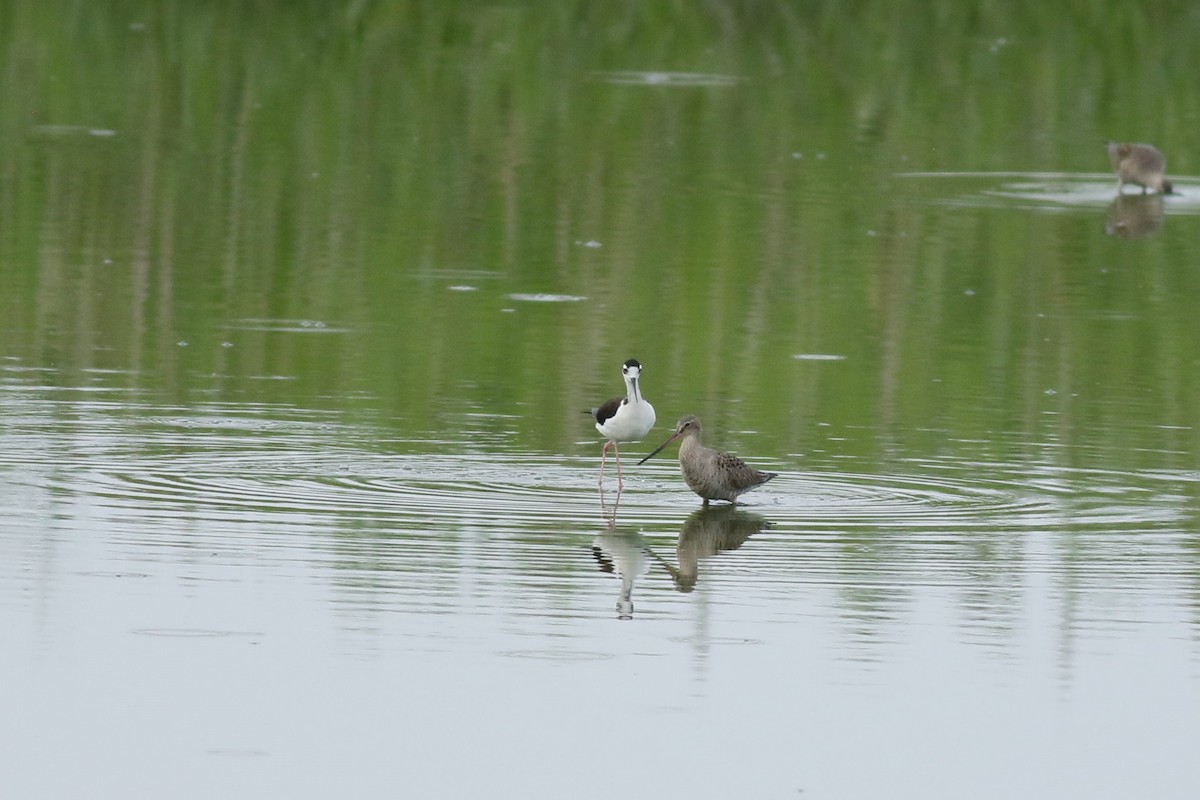 Hudsonian Godwit - Cliff VanNostrand