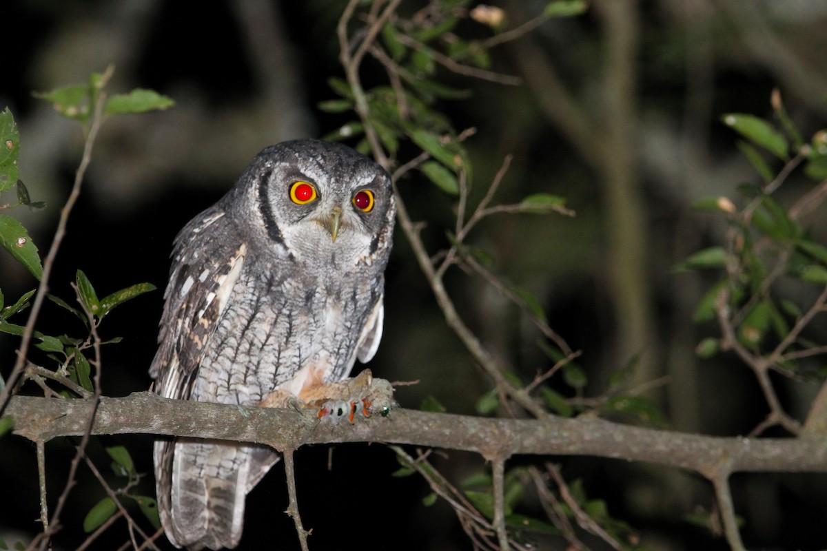 Tropical Screech-Owl - ML619160171