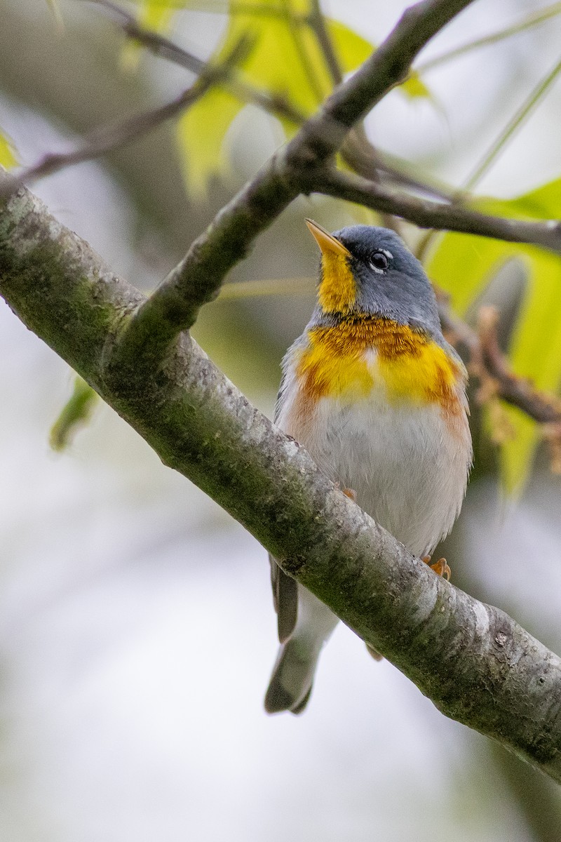 Northern Parula - ML619160173