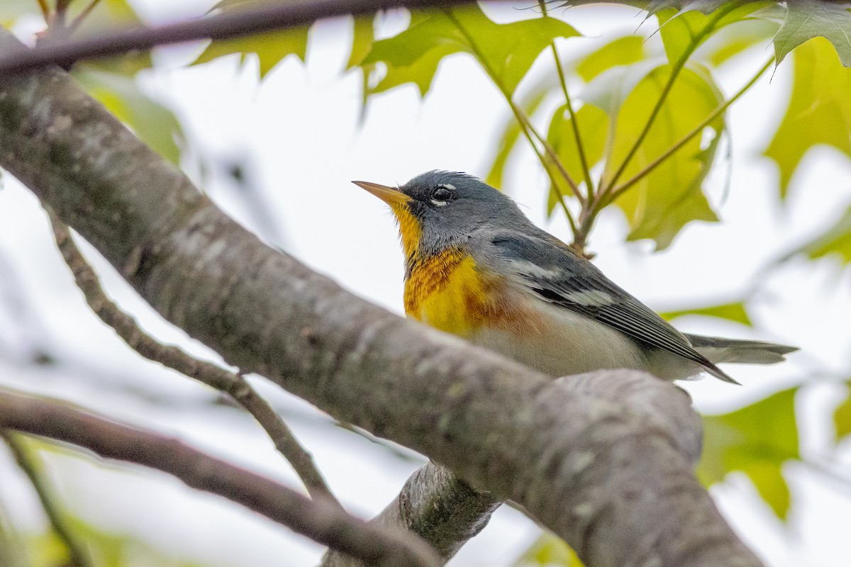 Northern Parula - ML619160174