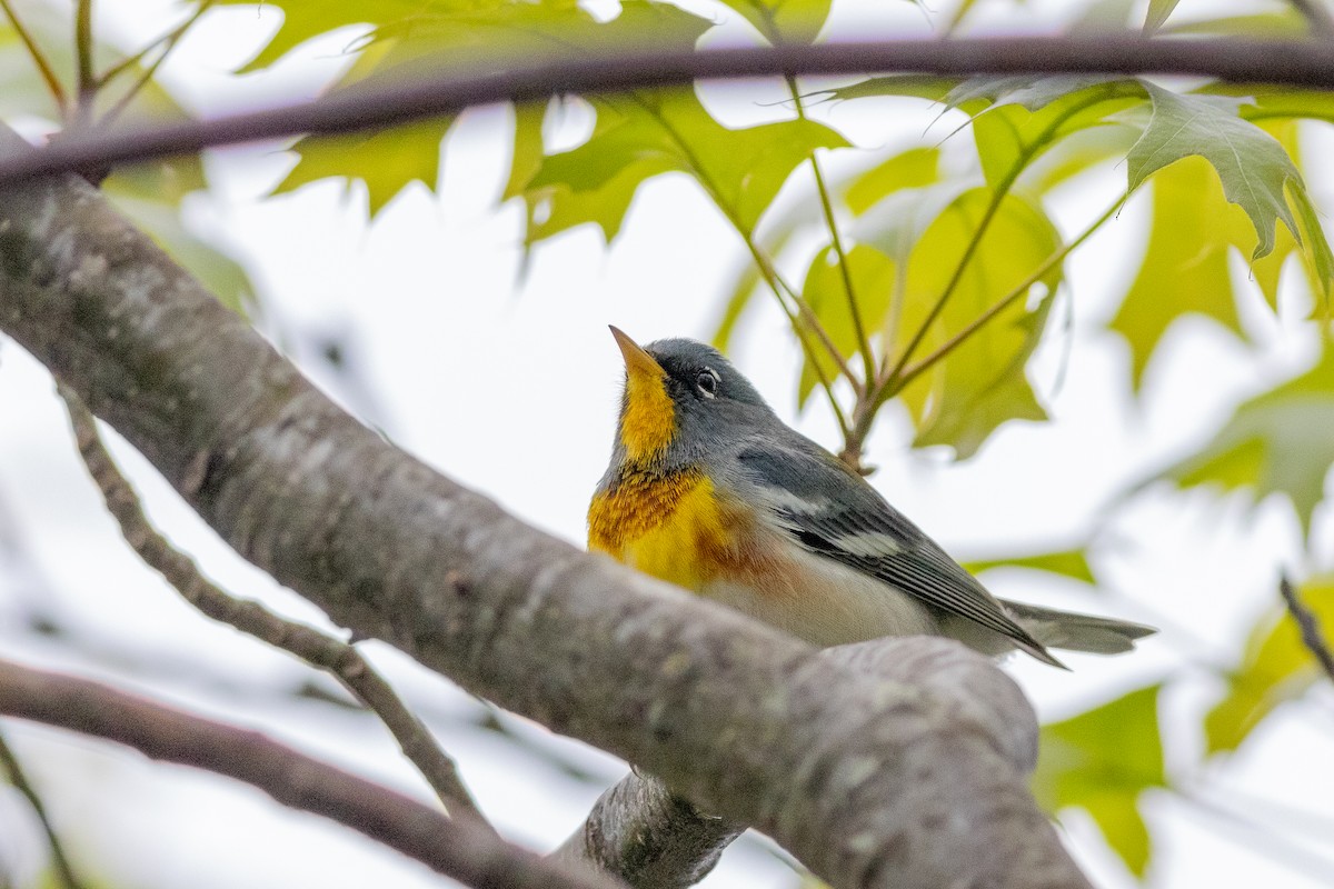 Northern Parula - ML619160178