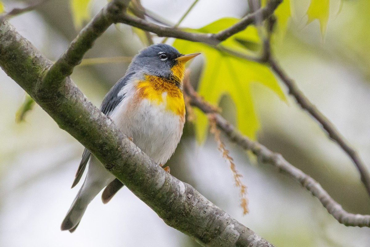 Northern Parula - ML619160179