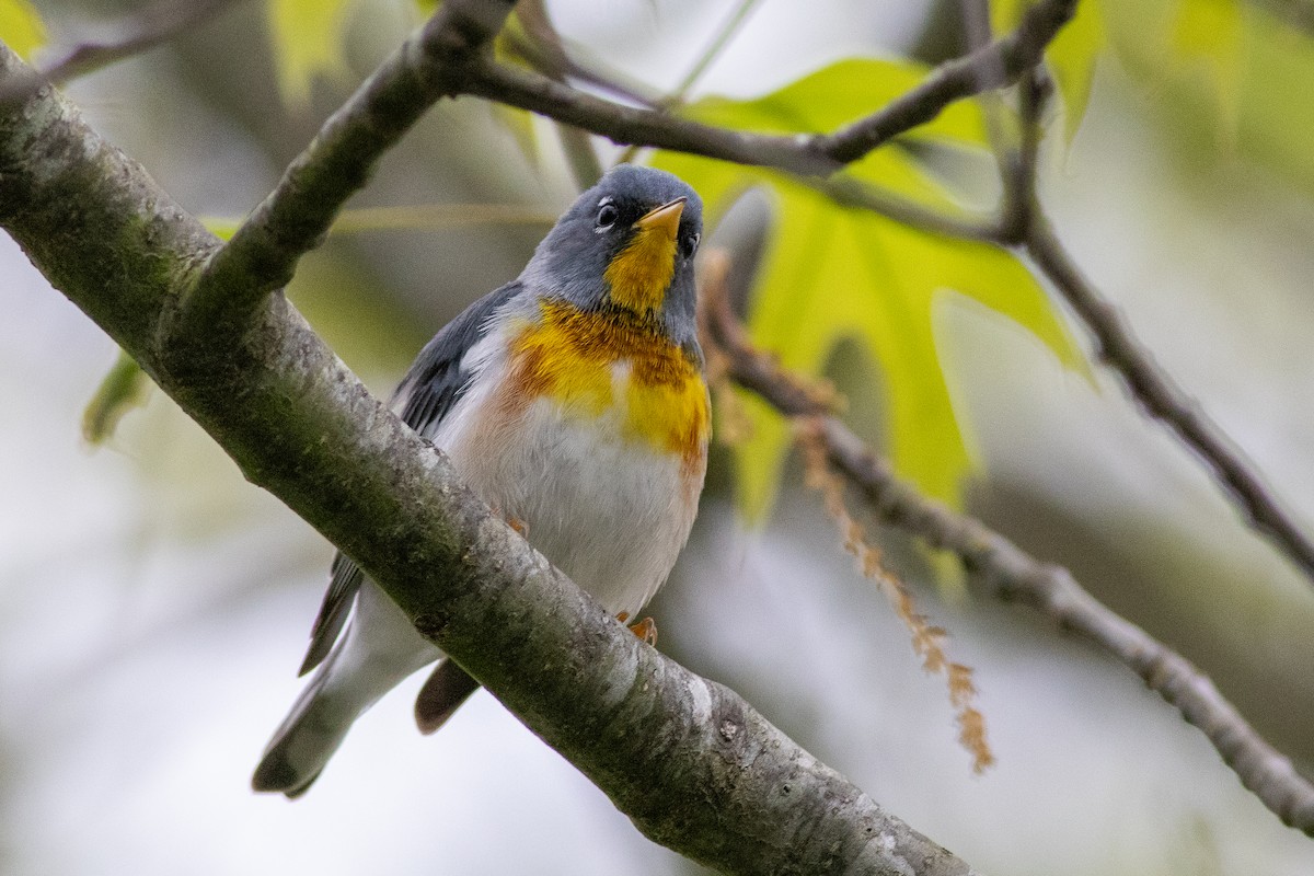 Northern Parula - ML619160180