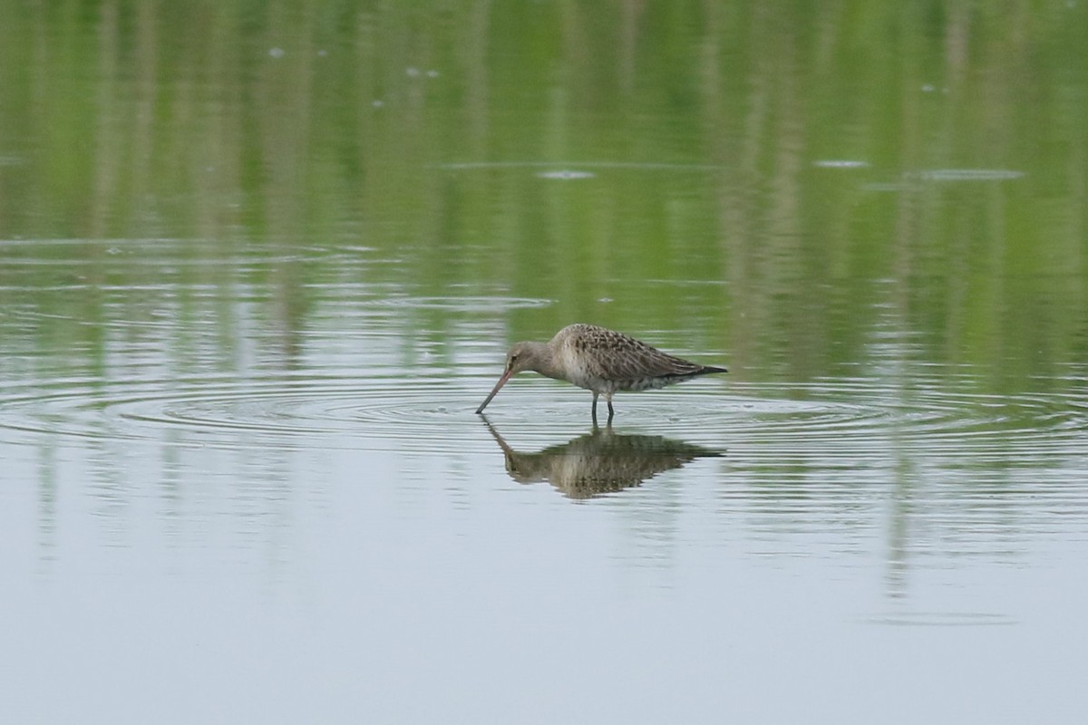 Hudsonian Godwit - Cliff VanNostrand