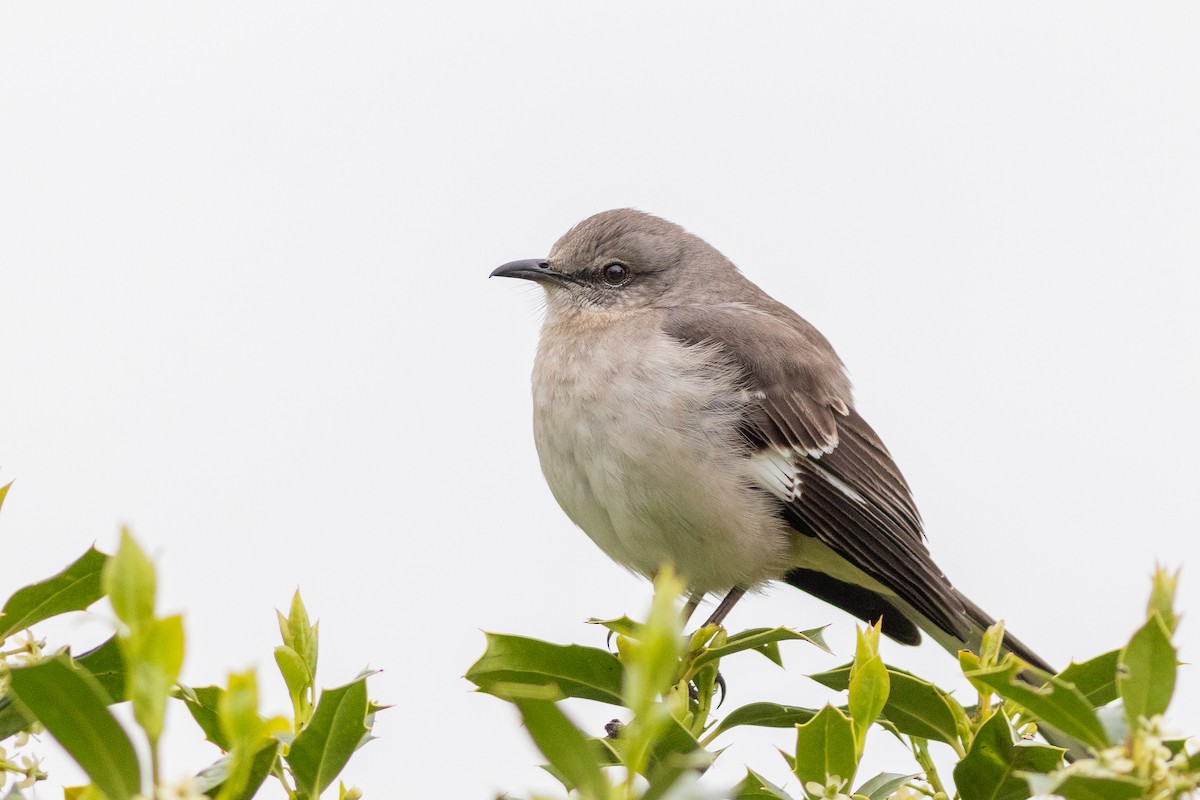 Northern Mockingbird - David Bohrer