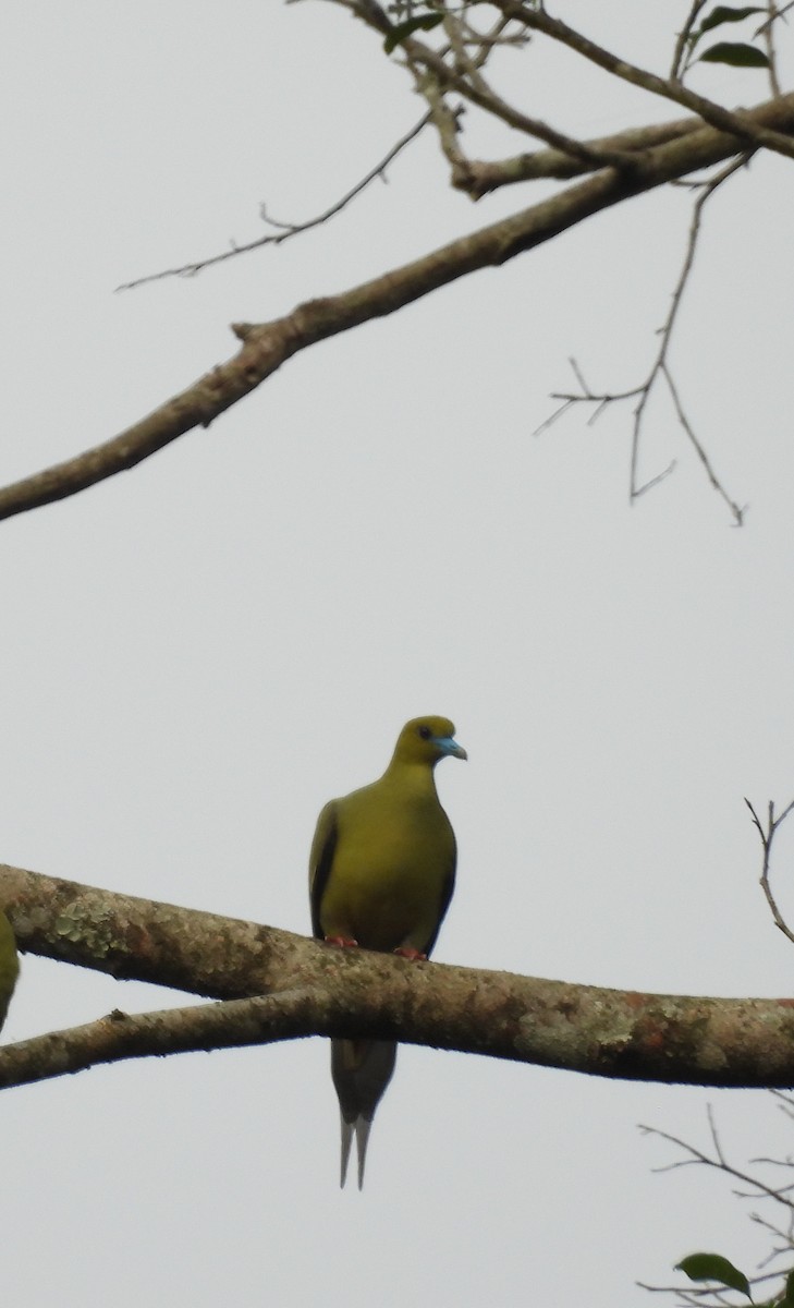 Pin-tailed Green-Pigeon - Rahul Kumaresan