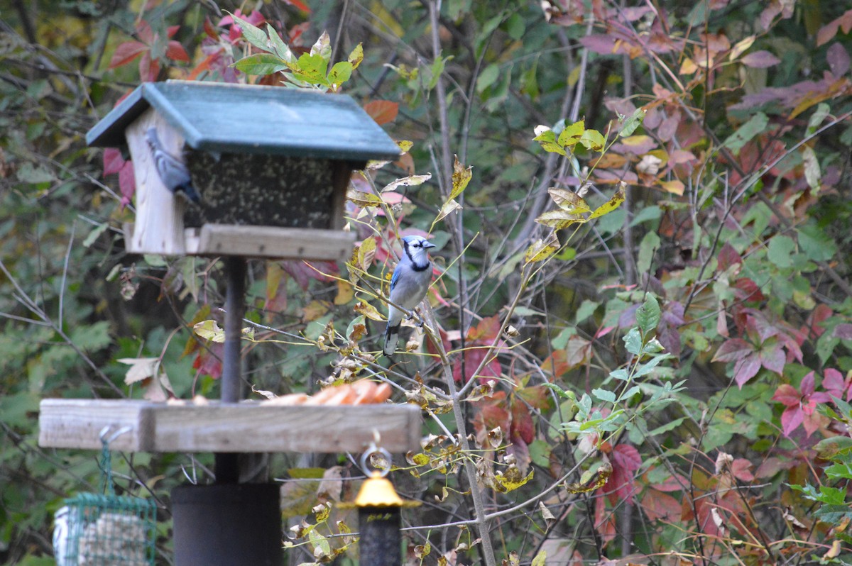 Blue Jay - Justin Hageman