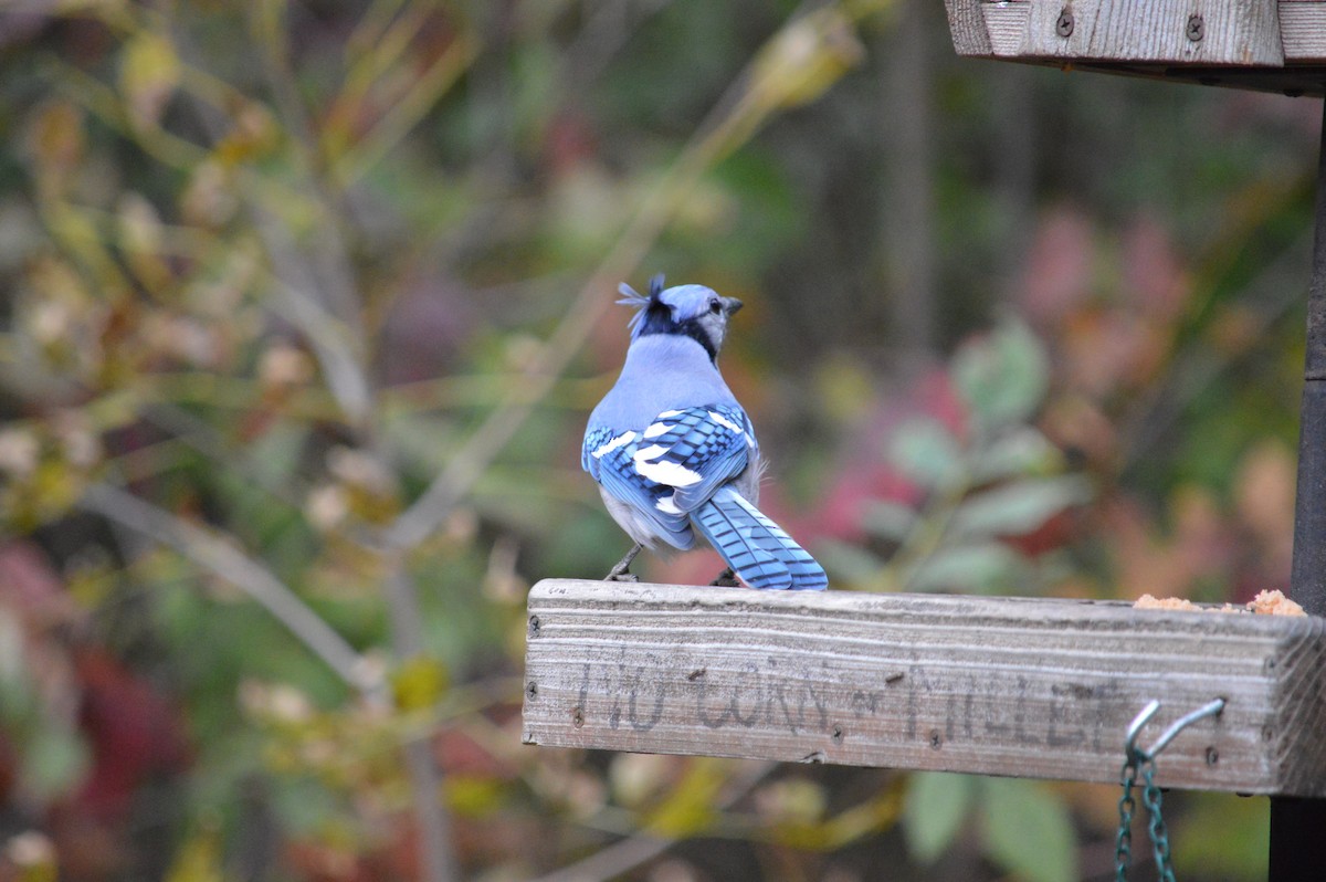 Blue Jay - Justin Hageman