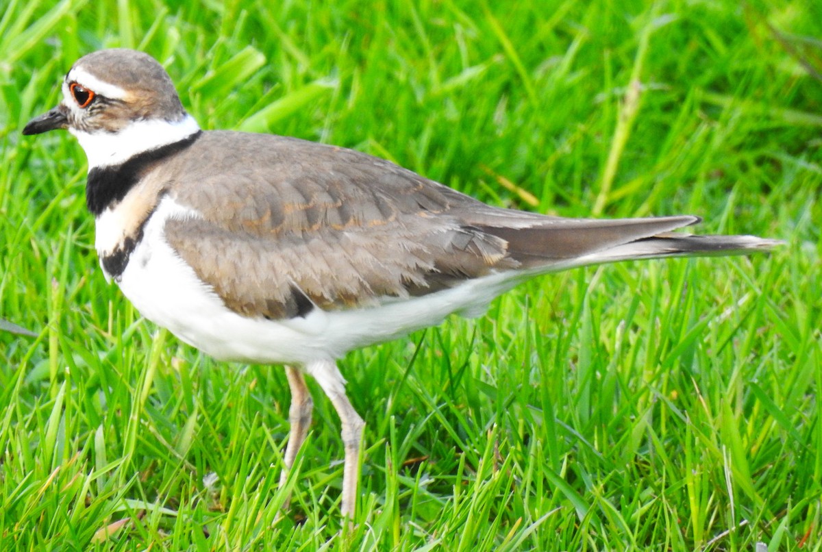 Killdeer - ML619160207