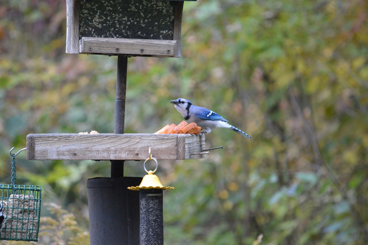 Blue Jay - ML619160208