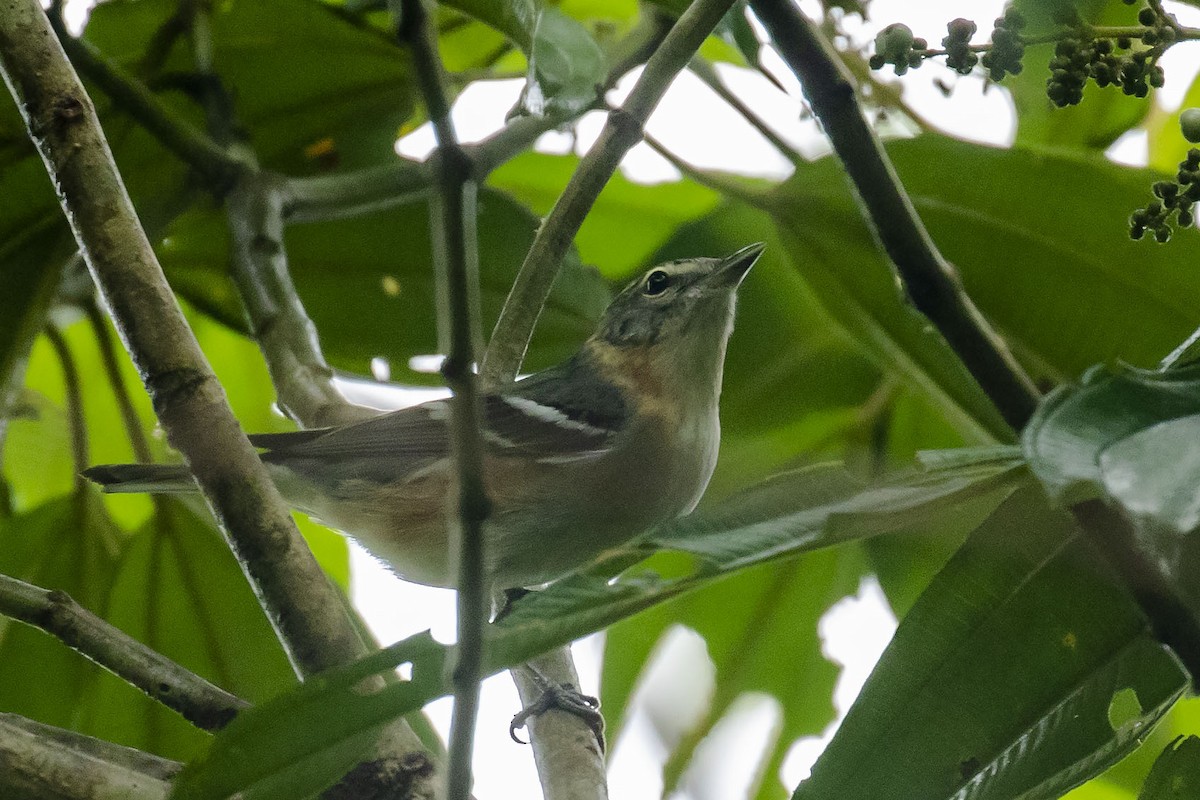 Bay-breasted Warbler - Celesta von Chamier