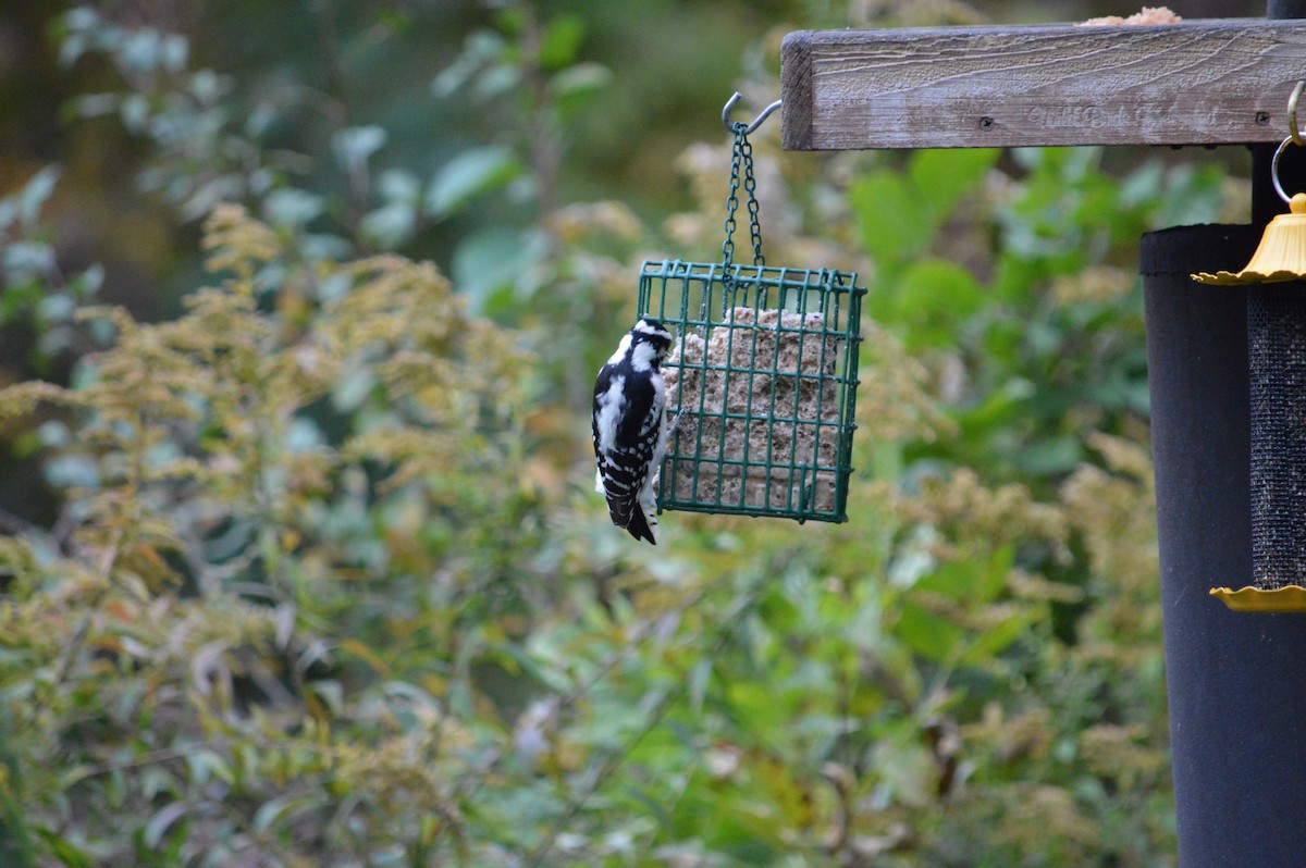 Downy Woodpecker - ML619160212