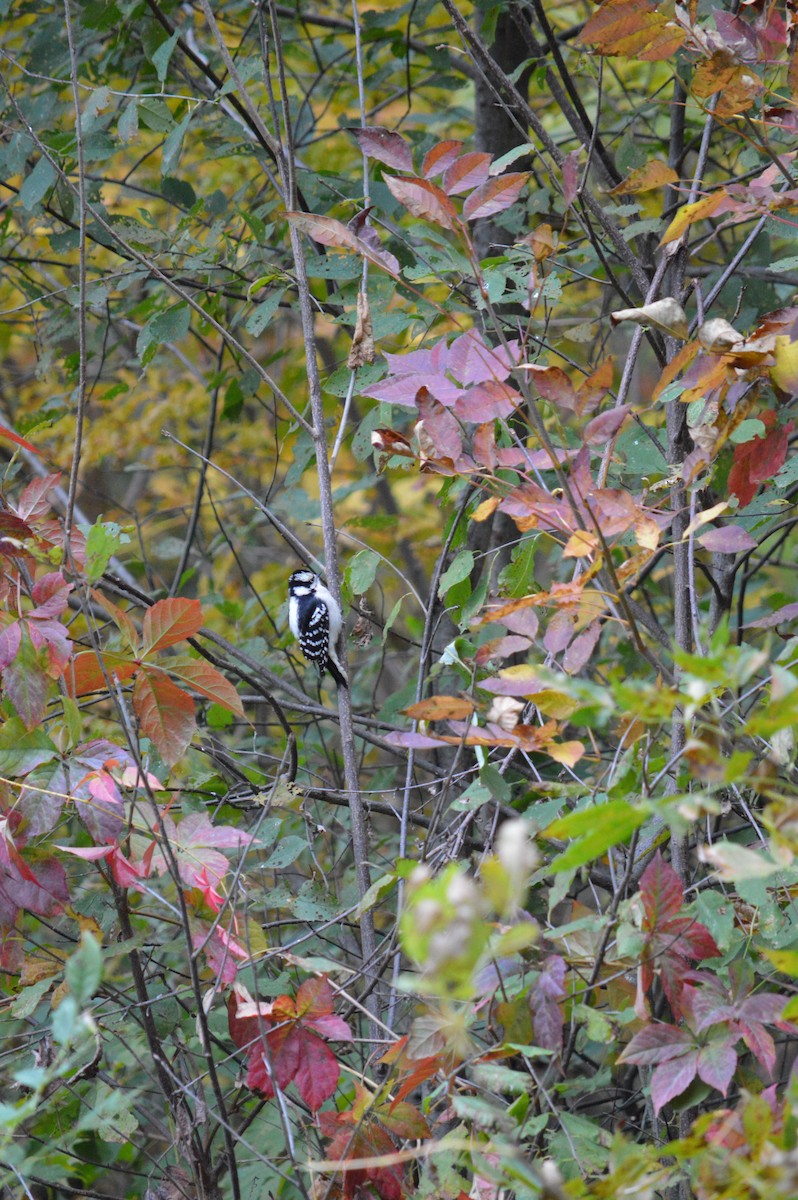 Downy Woodpecker - ML619160213