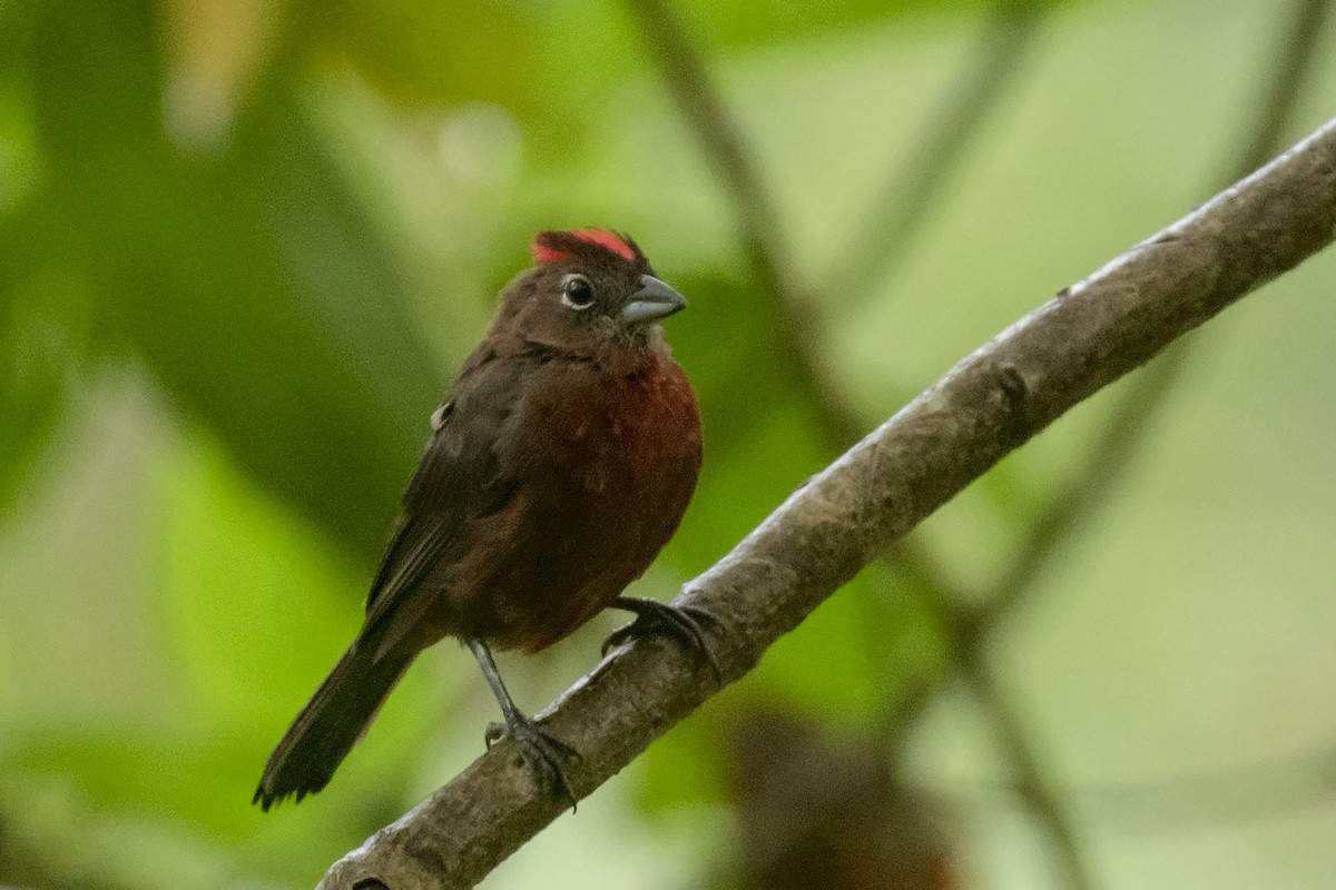 Red-crested Finch - Celesta von Chamier