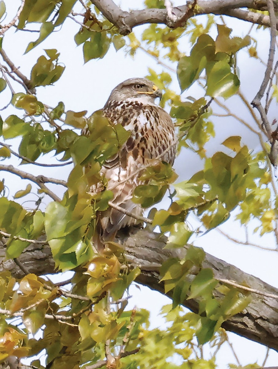 Ferruginous Hawk - Brian Morin