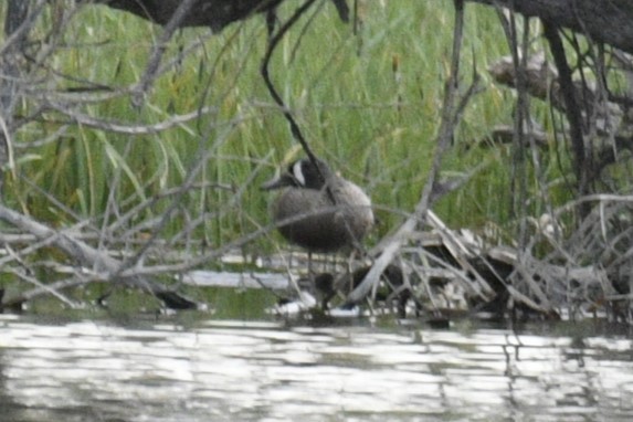 Blue-winged Teal - Joshua  Smith