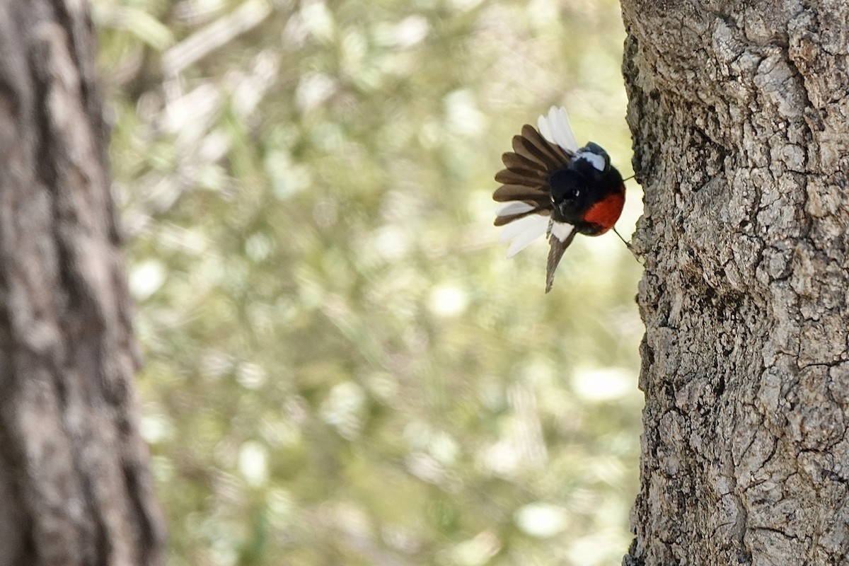 Painted Redstart - Fleeta Chauvigne