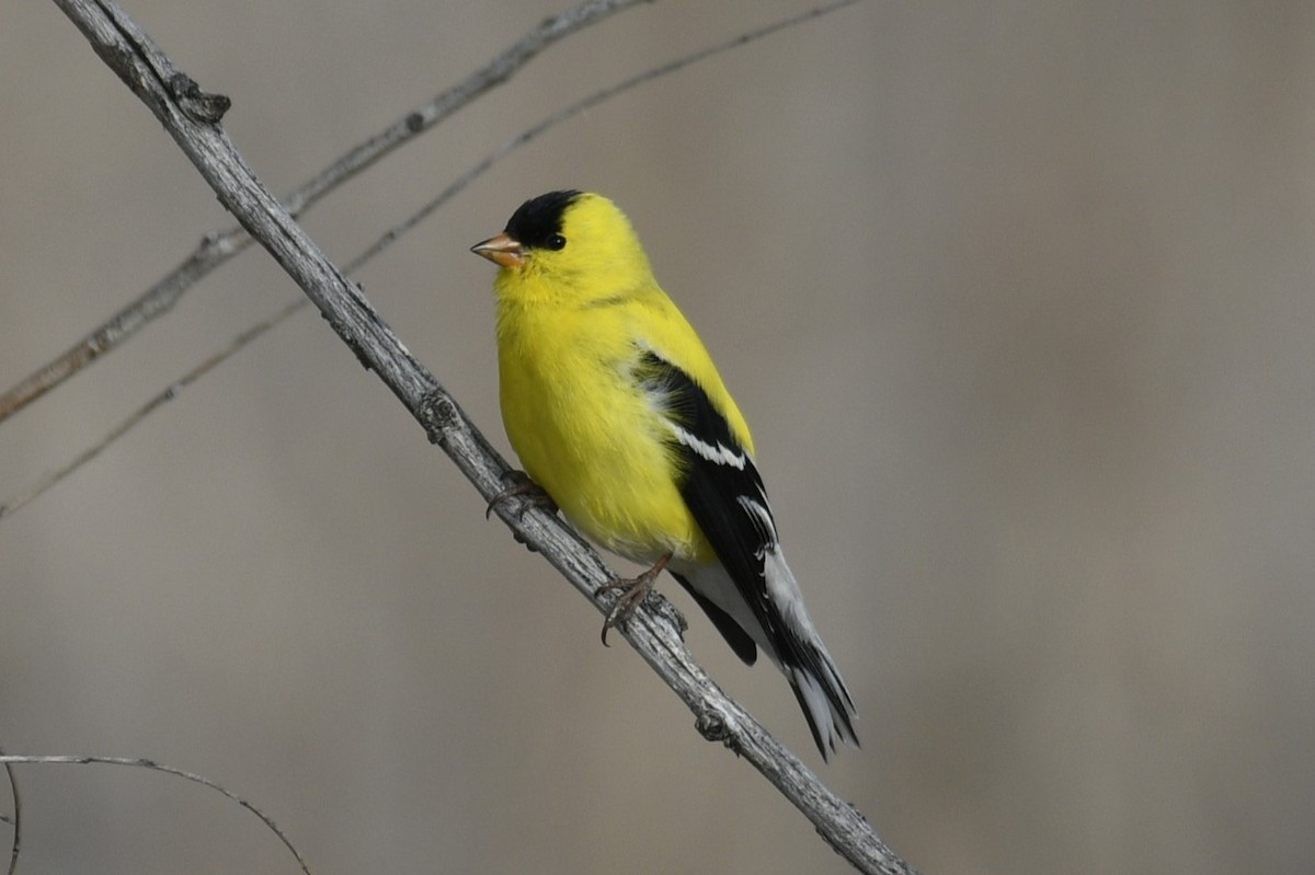 American Goldfinch - ML619160259