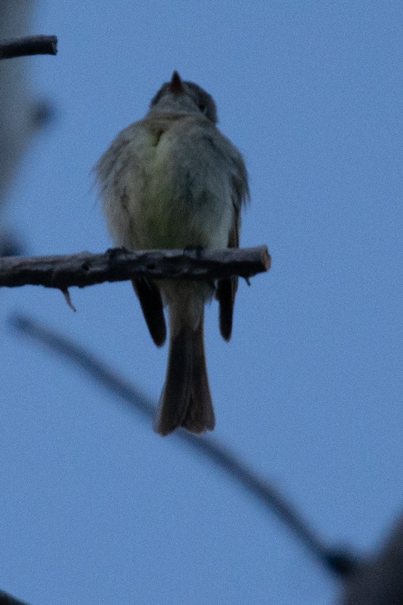 Hammond's/Dusky Flycatcher - ML619160286