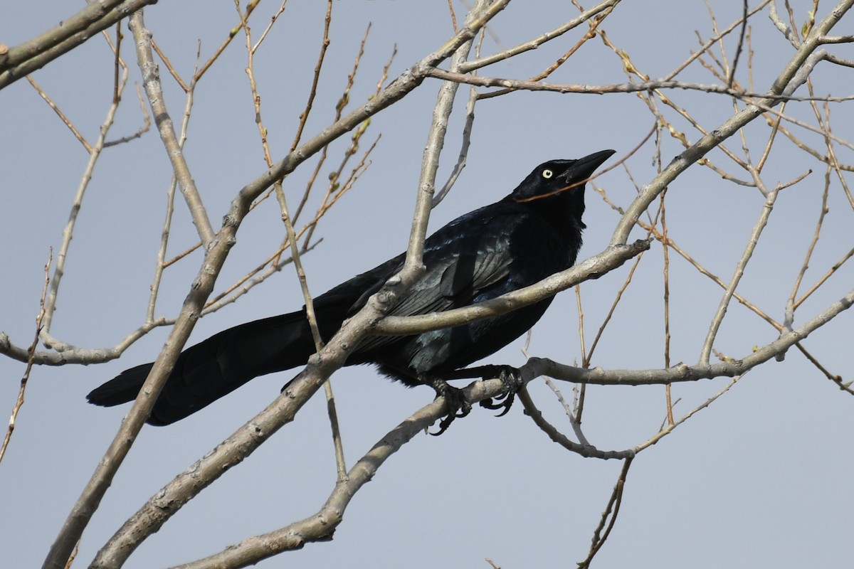 Great-tailed Grackle - Joshua  Smith
